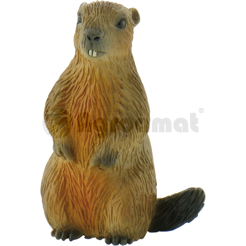 Marmota