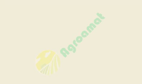 Vopsea gri ivoriu Same 1l