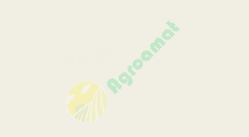 Vopsea alba Fiat 1988- 1l