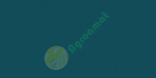 Vopsea albastra Hanomag 1l