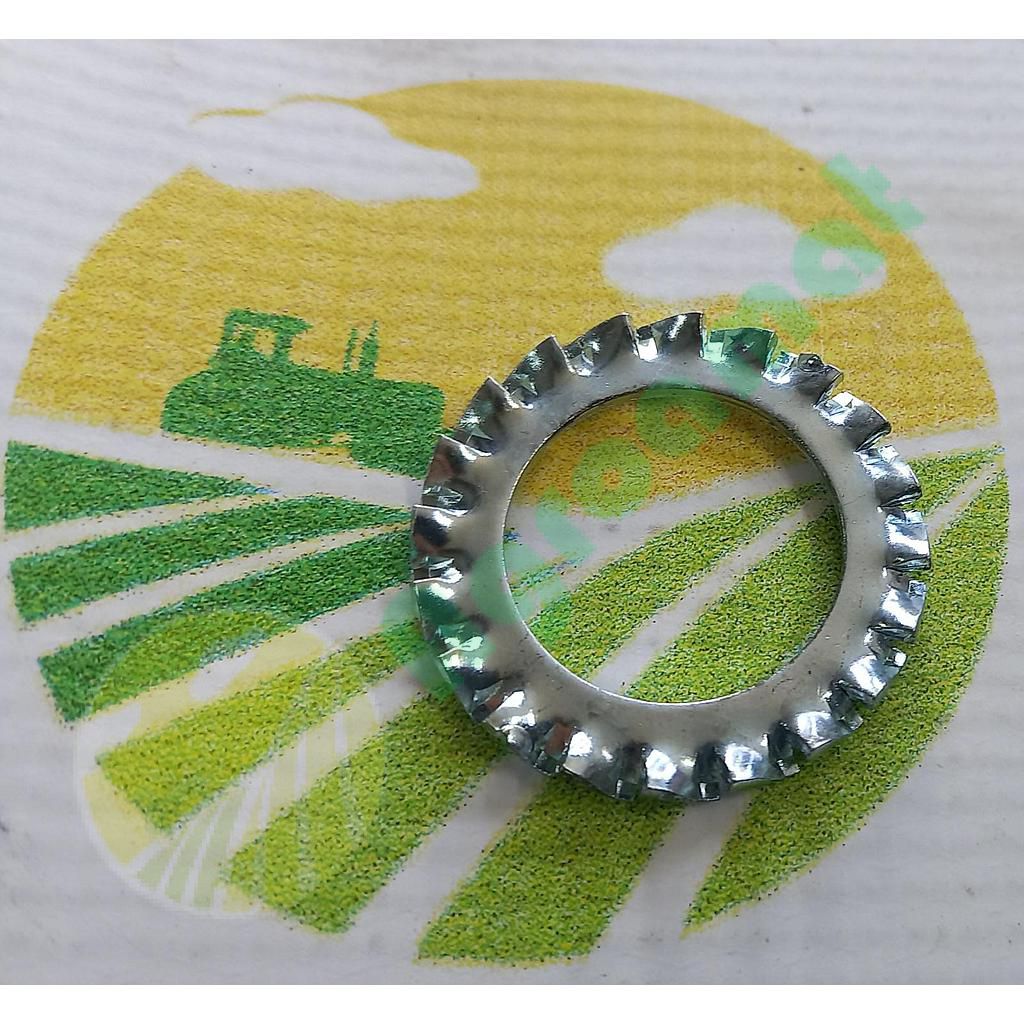 Saiba Crestata M22x36mm