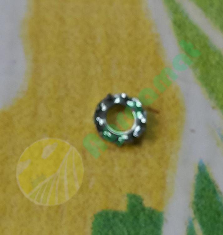 Saiba Crestata M5x10mm